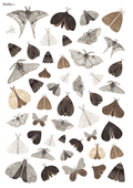 Stikeri "Moths 1"