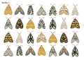 Stikeri "Moths 2"