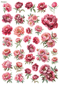 Stikeri "Peonies 1"