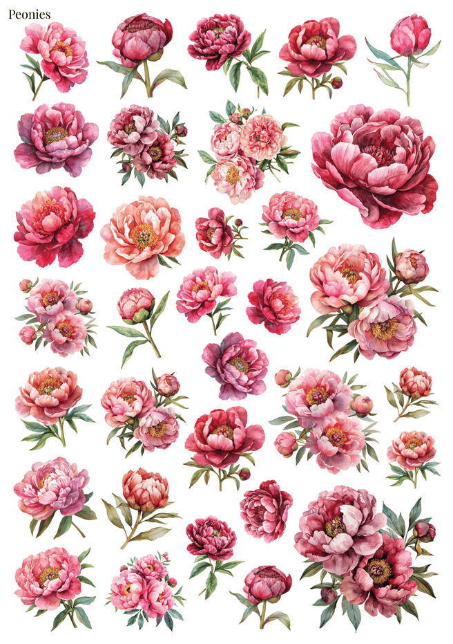 Stikeri "Peonies 1"