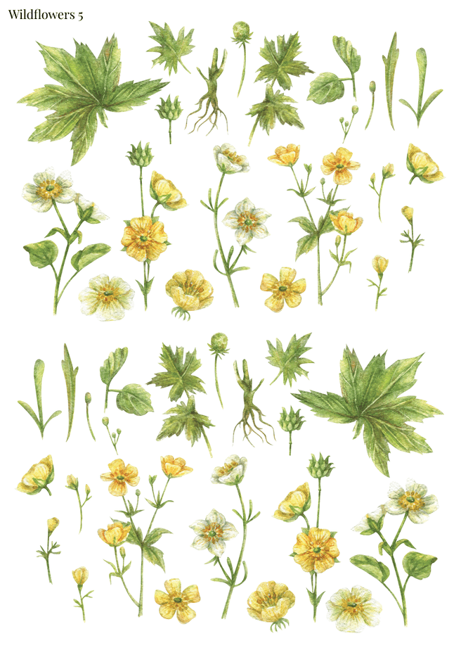 Stikeri "Wildflowers 5"