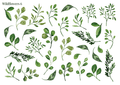 Stikeri "Wildflowers 6"